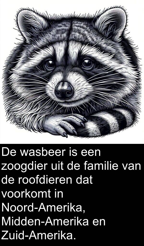 wasbeer: De wasbeer is een zoogdier uit de familie van de roofdieren dat voorkomt in Noord-Amerika, Midden-Amerika en Zuid-Amerika.