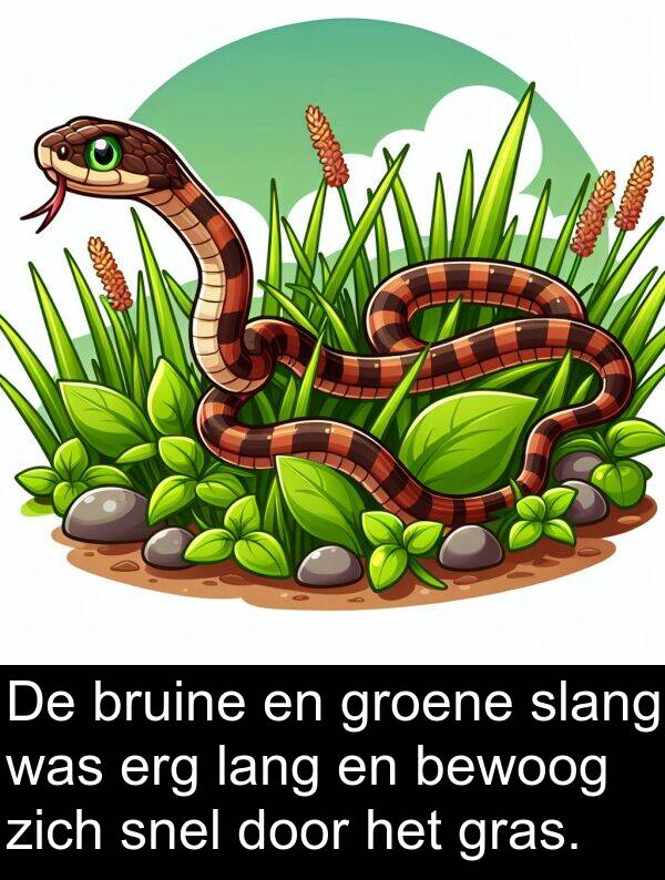 lang: De bruine en groene slang was erg lang en bewoog zich snel door het gras.