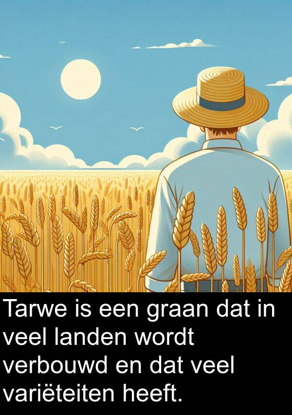 variëteiten: Tarwe is een graan dat in veel landen wordt verbouwd en dat veel variëteiten heeft.