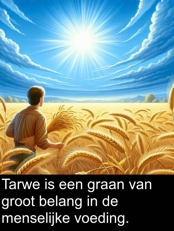 groot: Tarwe is een graan van groot belang in de menselijke voeding.