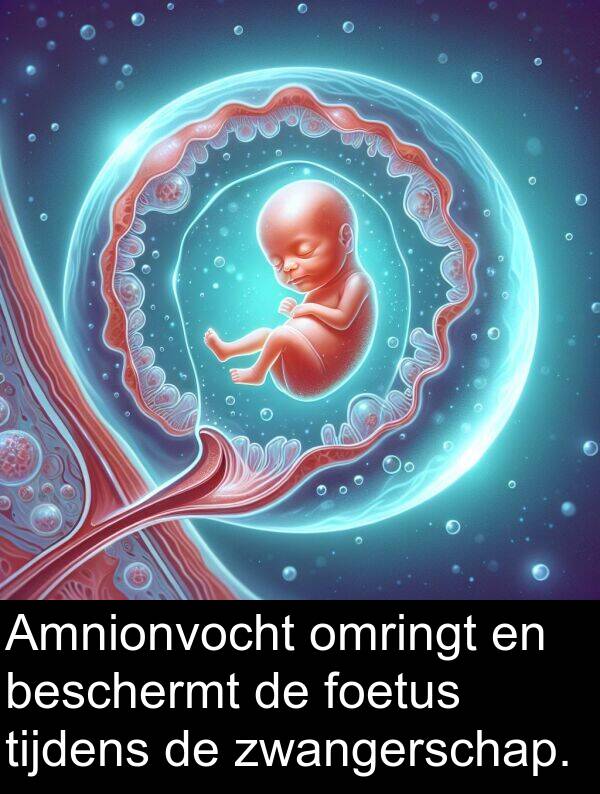 foetus: Amnionvocht omringt en beschermt de foetus tijdens de zwangerschap.