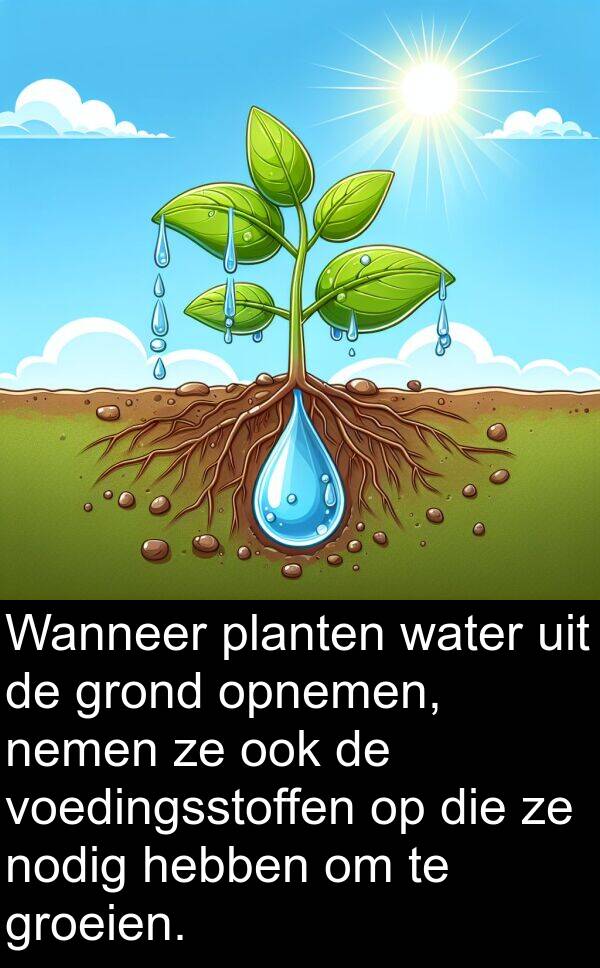 planten: Wanneer planten water uit de grond opnemen, nemen ze ook de voedingsstoffen op die ze nodig hebben om te groeien.