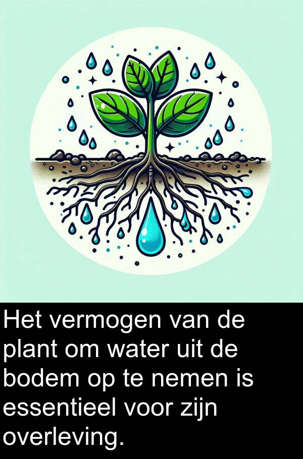 plant: Het vermogen van de plant om water uit de bodem op te nemen is essentieel voor zijn overleving.