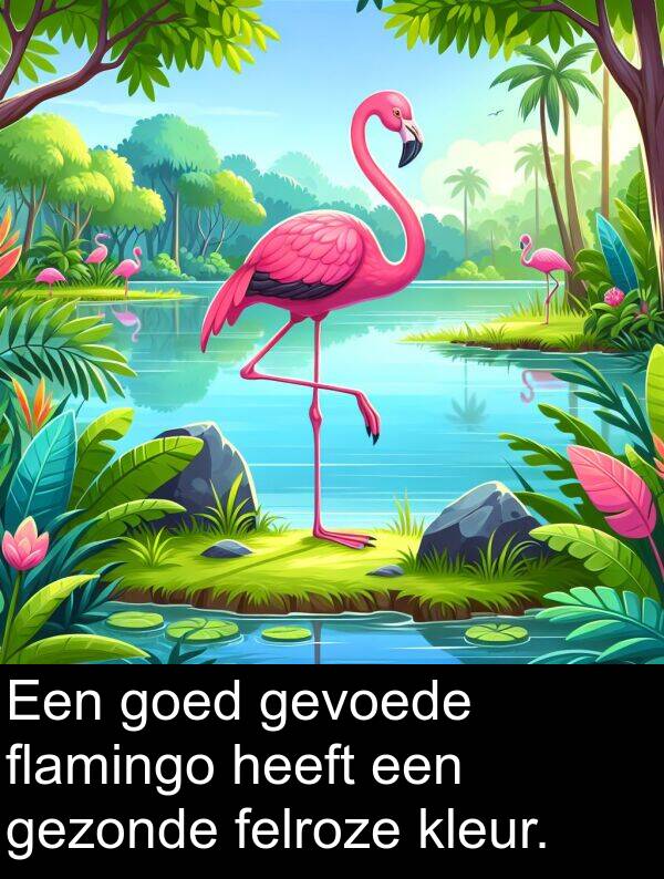 kleur: Een goed gevoede flamingo heeft een gezonde felroze kleur.