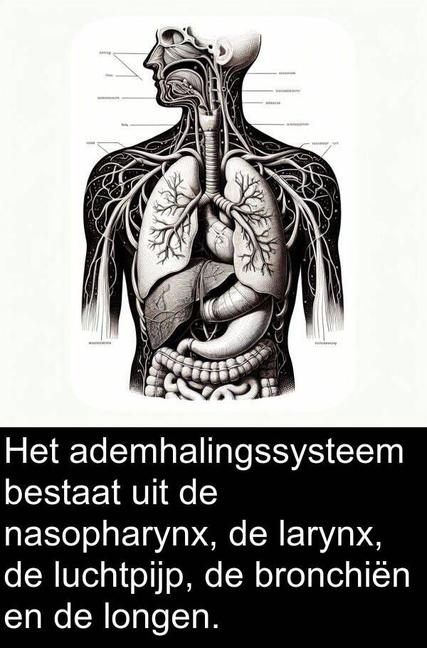 ademhalingssysteem: Het ademhalingssysteem bestaat uit de nasopharynx, de larynx, de luchtpijp, de bronchiën en de longen.