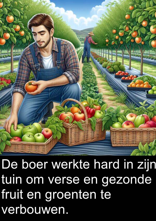 fruit: De boer werkte hard in zijn tuin om verse en gezonde fruit en groenten te verbouwen.