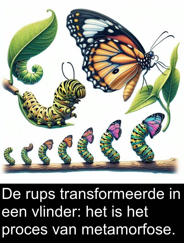 proces: De rups transformeerde in een vlinder: het is het proces van metamorfose.