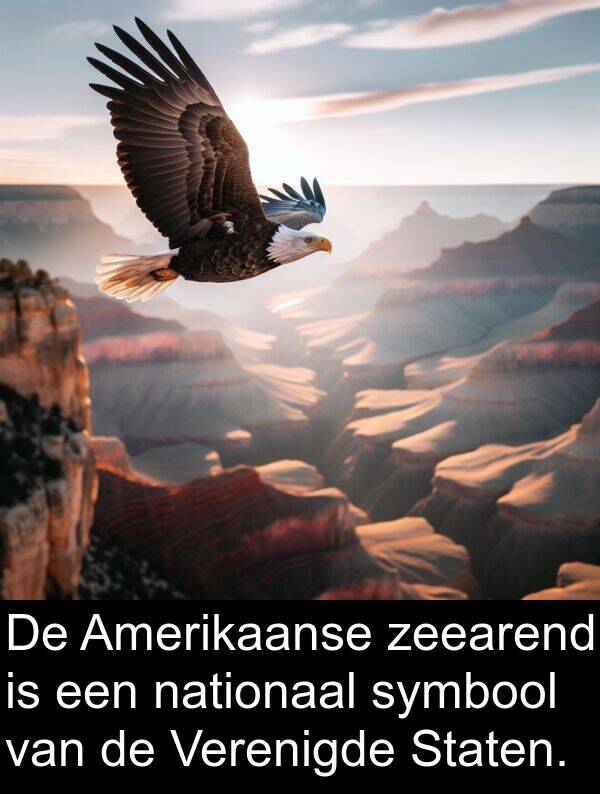 nationaal: De Amerikaanse zeearend is een nationaal symbool van de Verenigde Staten.