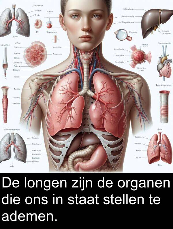 ons: De longen zijn de organen die ons in staat stellen te ademen.