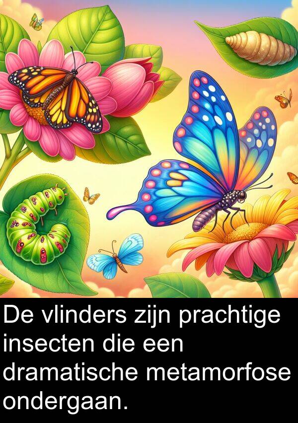 insecten: De vlinders zijn prachtige insecten die een dramatische metamorfose ondergaan.