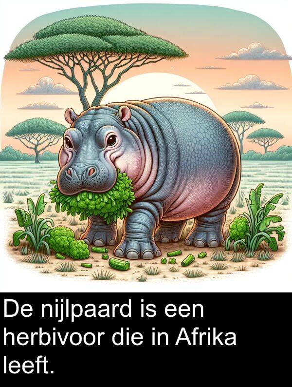 die: De nijlpaard is een herbivoor die in Afrika leeft.