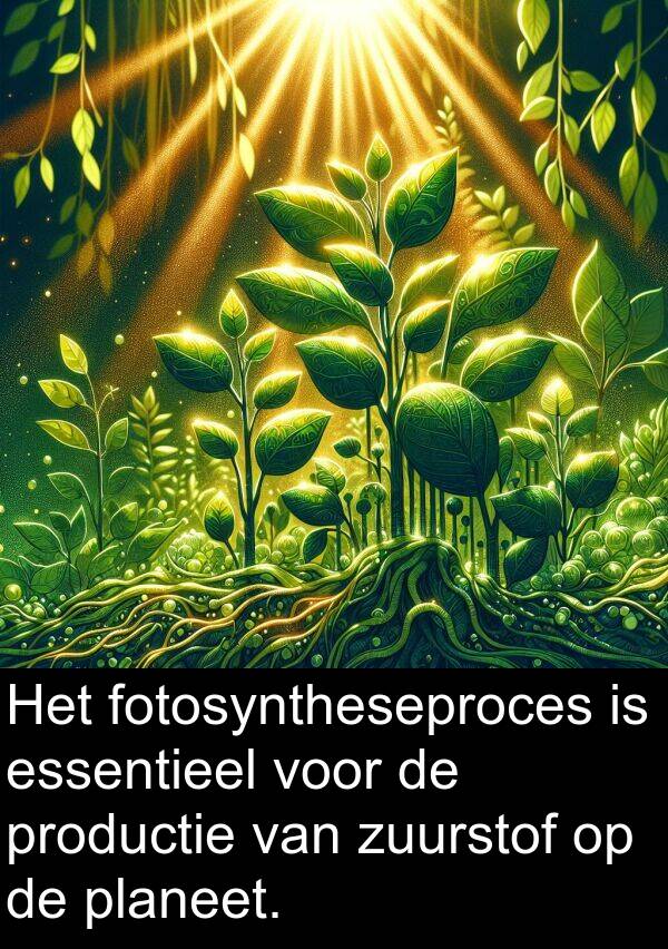 planeet: Het fotosyntheseproces is essentieel voor de productie van zuurstof op de planeet.