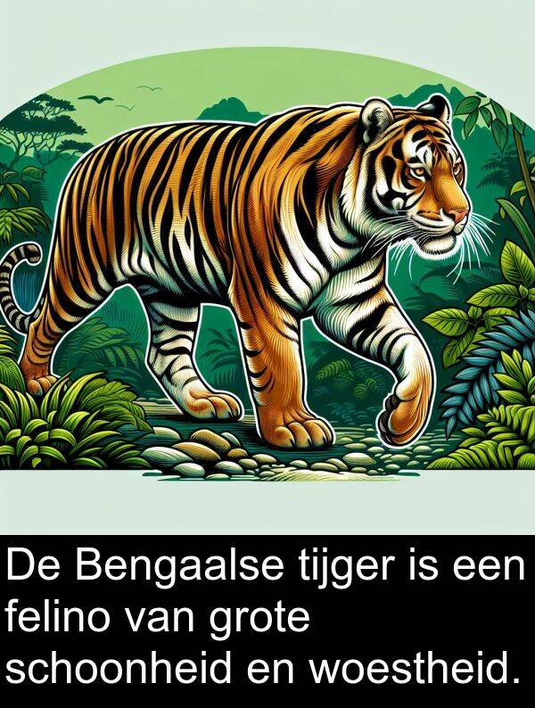 schoonheid: De Bengaalse tijger is een felino van grote schoonheid en woestheid.