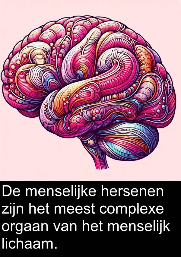 complexe: De menselijke hersenen zijn het meest complexe orgaan van het menselijk lichaam.