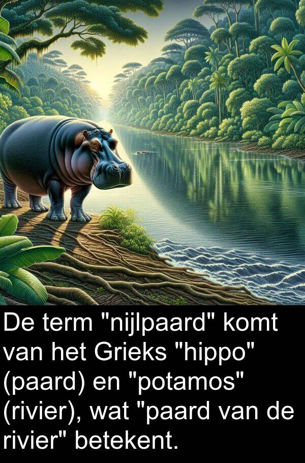 term: De term "nijlpaard" komt van het Grieks "hippo" (paard) en "potamos" (rivier), wat "paard van de rivier" betekent.