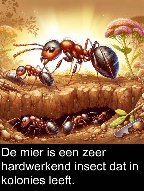 hardwerkend: De mier is een zeer hardwerkend insect dat in kolonies leeft.