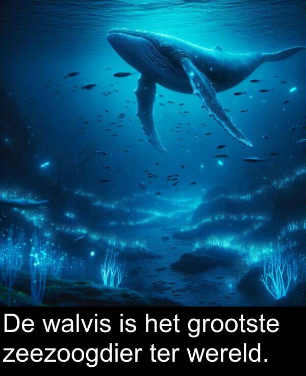 walvis: De walvis is het grootste zeezoogdier ter wereld.