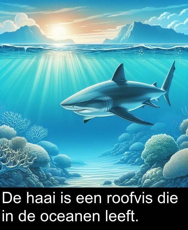 die: De haai is een roofvis die in de oceanen leeft.