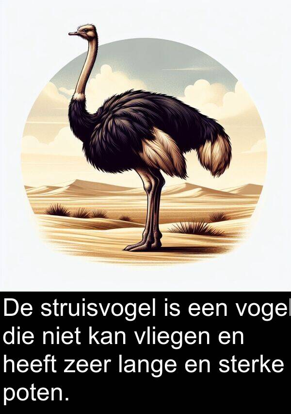 lange: De struisvogel is een vogel die niet kan vliegen en heeft zeer lange en sterke poten.