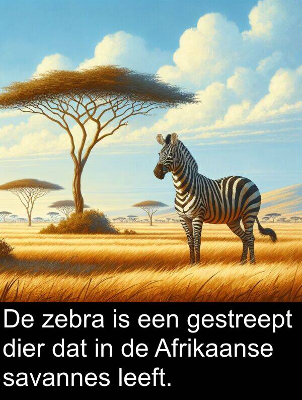 savannes: De zebra is een gestreept dier dat in de Afrikaanse savannes leeft.