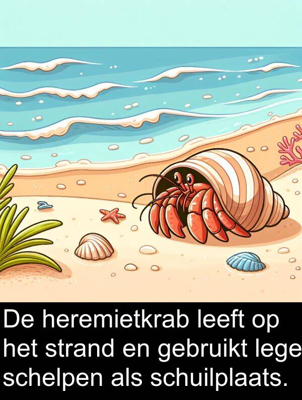 gebruikt: De heremietkrab leeft op het strand en gebruikt lege schelpen als schuilplaats.