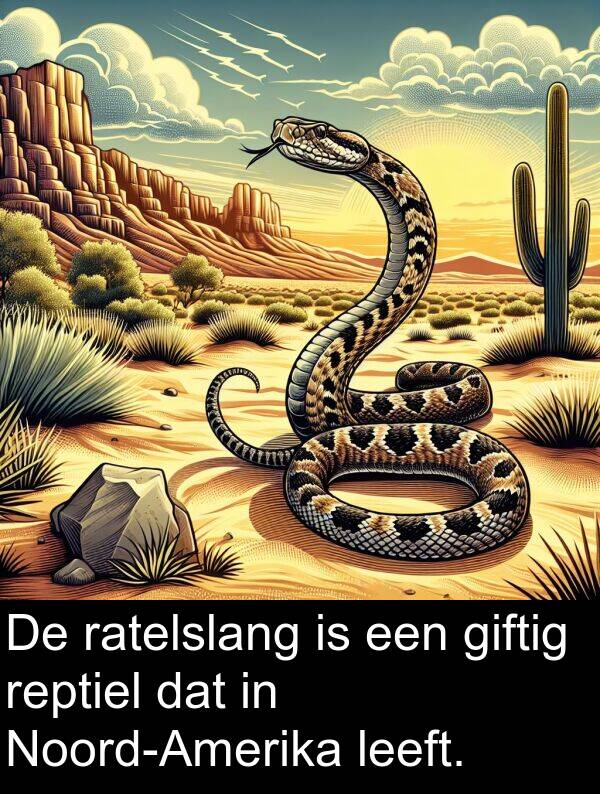 leeft: De ratelslang is een giftig reptiel dat in Noord-Amerika leeft.