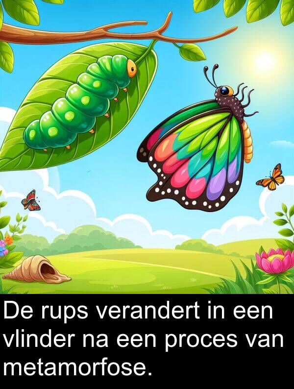 verandert: De rups verandert in een vlinder na een proces van metamorfose.