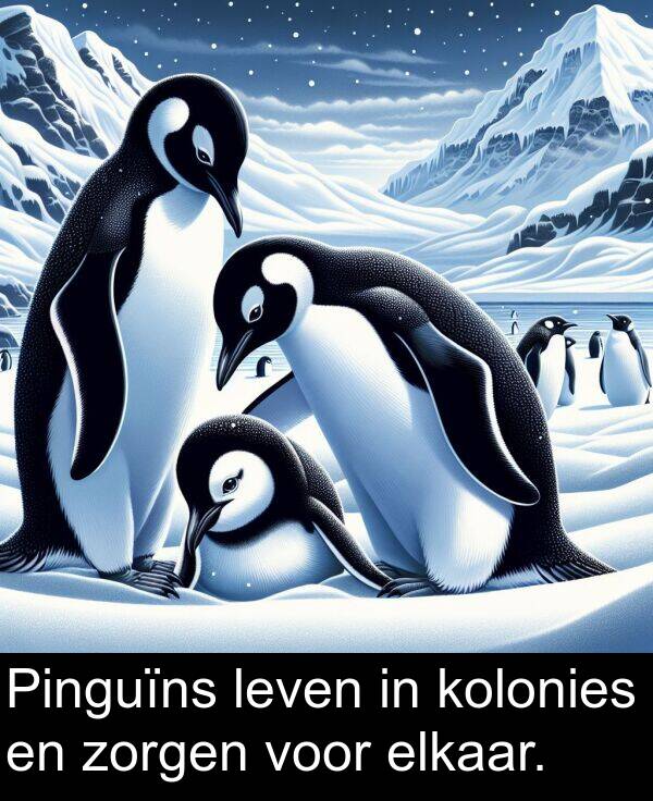 elkaar: Pinguïns leven in kolonies en zorgen voor elkaar.