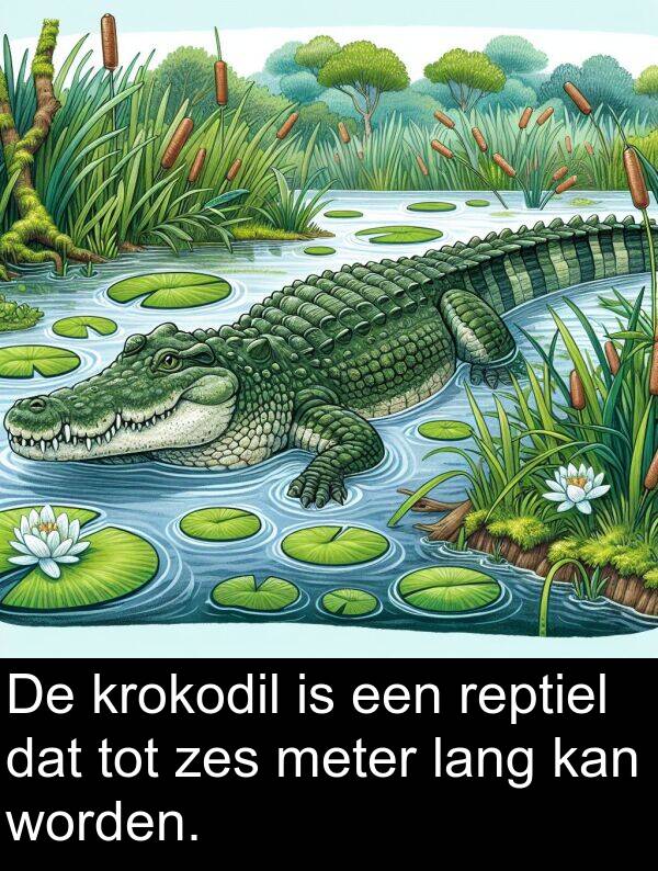 zes: De krokodil is een reptiel dat tot zes meter lang kan worden.