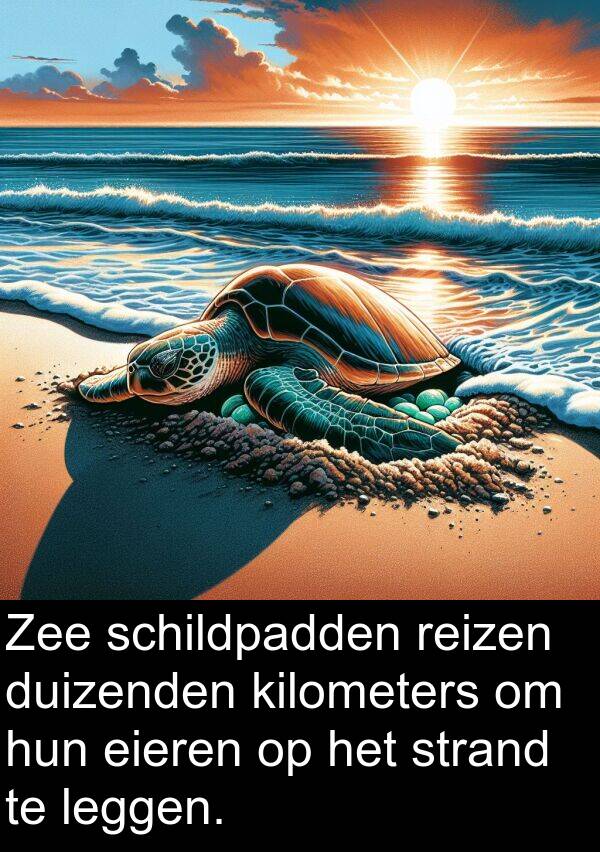 eieren: Zee schildpadden reizen duizenden kilometers om hun eieren op het strand te leggen.