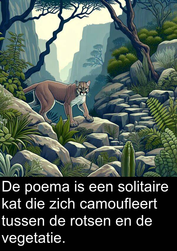 poema: De poema is een solitaire kat die zich camoufleert tussen de rotsen en de vegetatie.