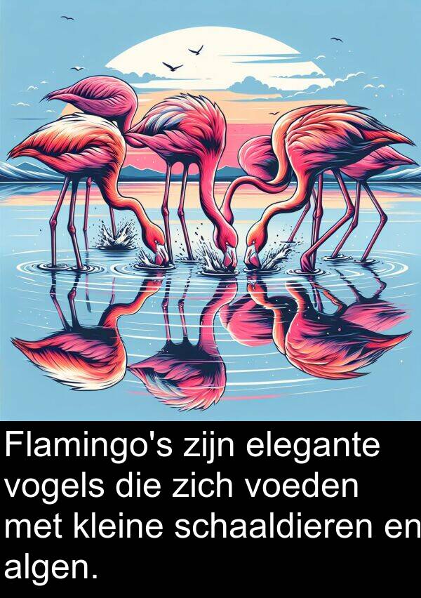 schaaldieren: Flamingo's zijn elegante vogels die zich voeden met kleine schaaldieren en algen.