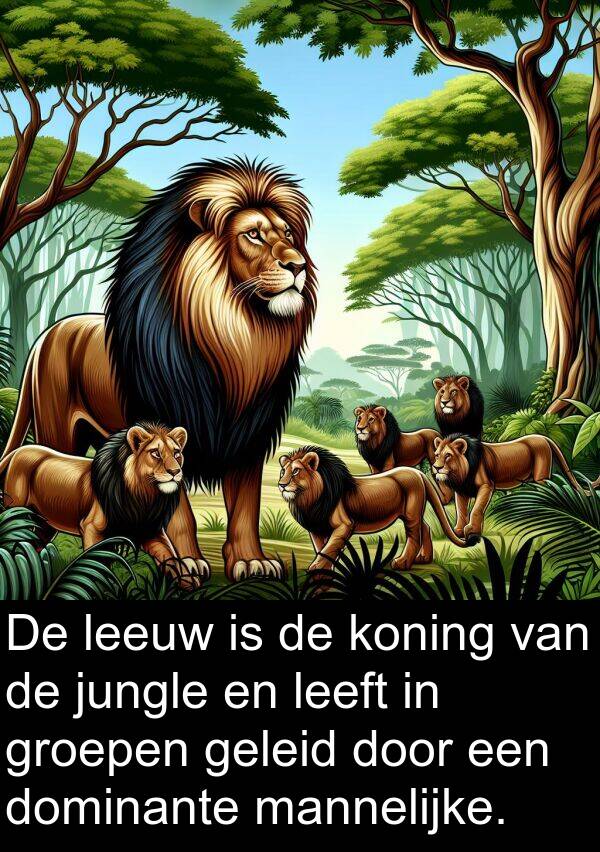 leeuw: De leeuw is de koning van de jungle en leeft in groepen geleid door een dominante mannelijke.