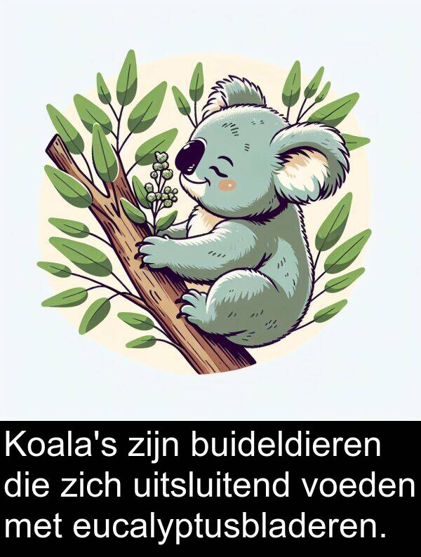 uitsluitend: Koala's zijn buideldieren die zich uitsluitend voeden met eucalyptusbladeren.