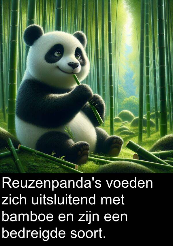 uitsluitend: Reuzenpanda's voeden zich uitsluitend met bamboe en zijn een bedreigde soort.