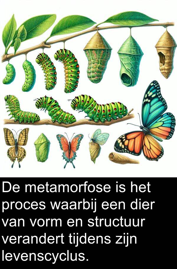 levenscyclus: De metamorfose is het proces waarbij een dier van vorm en structuur verandert tijdens zijn levenscyclus.