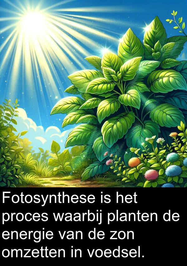 waarbij: Fotosynthese is het proces waarbij planten de energie van de zon omzetten in voedsel.