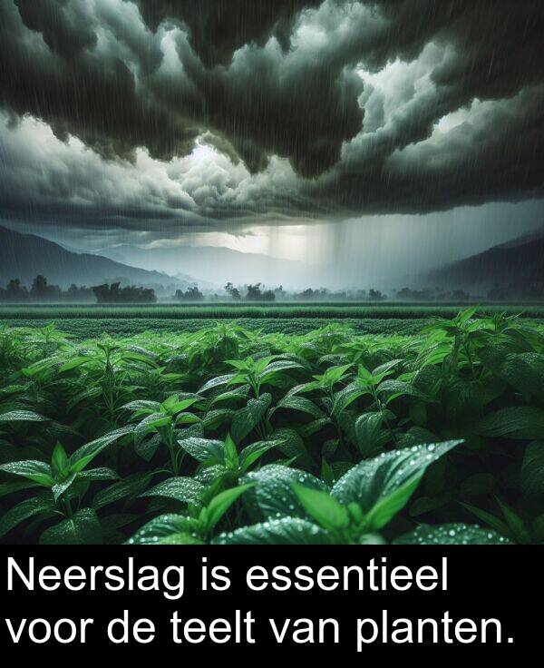 planten: Neerslag is essentieel voor de teelt van planten.