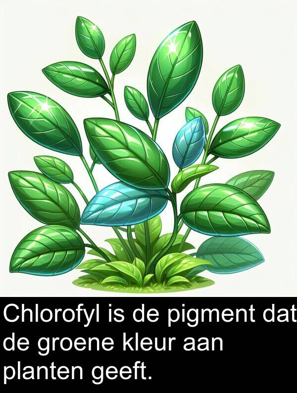 kleur: Chlorofyl is de pigment dat de groene kleur aan planten geeft.