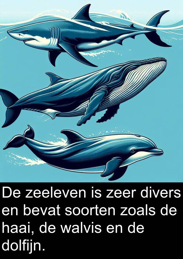 zeeleven: De zeeleven is zeer divers en bevat soorten zoals de haai, de walvis en de dolfijn.