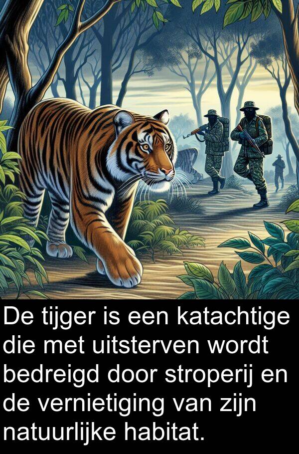 uitsterven: De tijger is een katachtige die met uitsterven wordt bedreigd door stroperij en de vernietiging van zijn natuurlijke habitat.