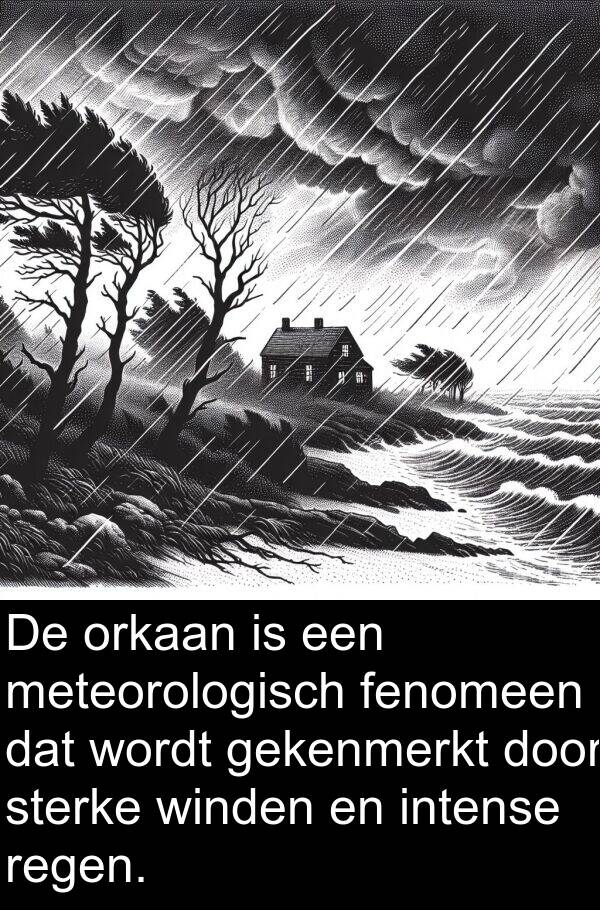 fenomeen: De orkaan is een meteorologisch fenomeen dat wordt gekenmerkt door sterke winden en intense regen.