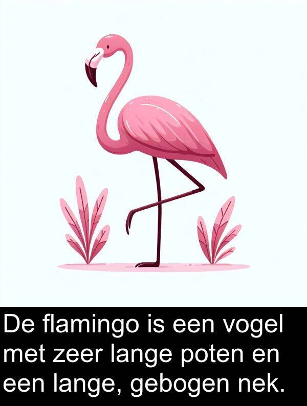 gebogen: De flamingo is een vogel met zeer lange poten en een lange, gebogen nek.