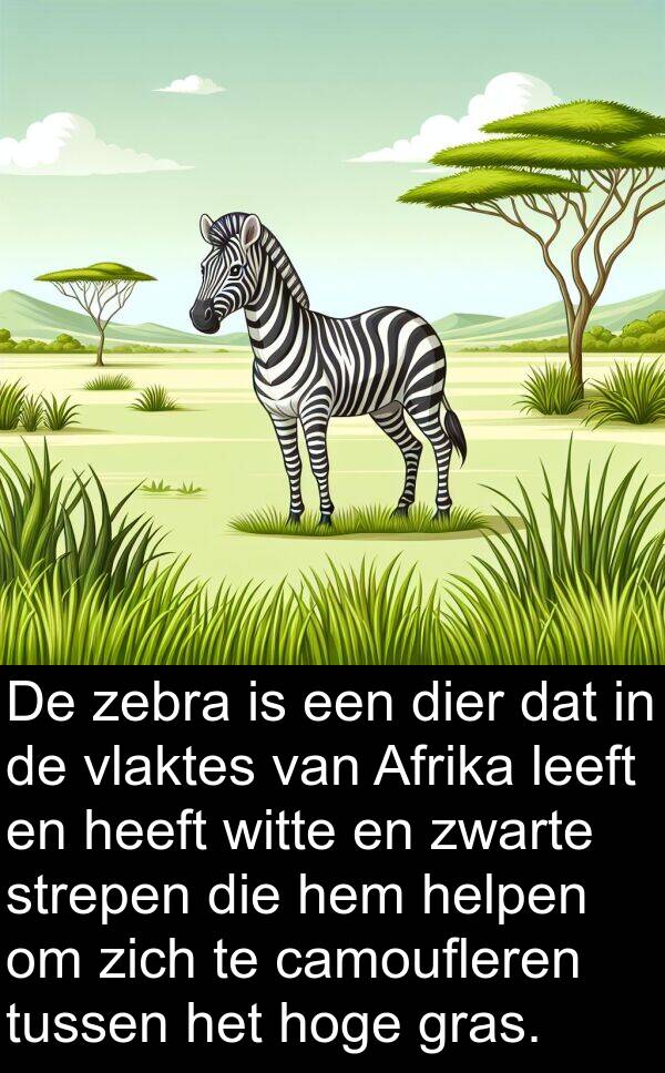 zebra: De zebra is een dier dat in de vlaktes van Afrika leeft en heeft witte en zwarte strepen die hem helpen om zich te camoufleren tussen het hoge gras.