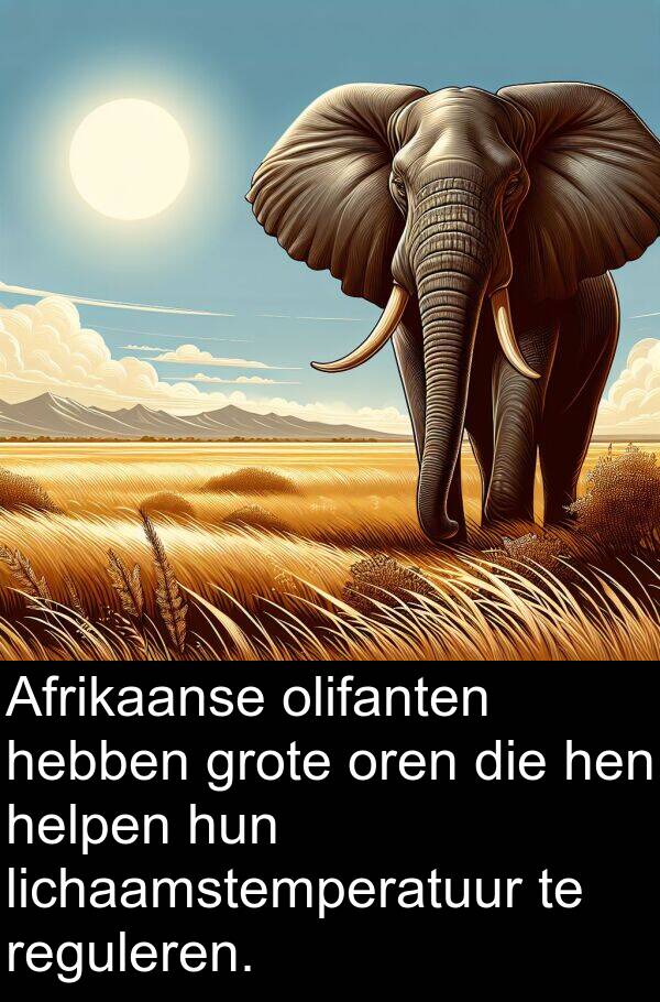 olifanten: Afrikaanse olifanten hebben grote oren die hen helpen hun lichaamstemperatuur te reguleren.