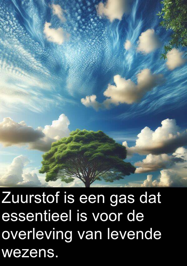 gas: Zuurstof is een gas dat essentieel is voor de overleving van levende wezens.