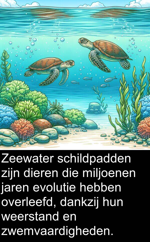 dieren: Zeewater schildpadden zijn dieren die miljoenen jaren evolutie hebben overleefd, dankzij hun weerstand en zwemvaardigheden.