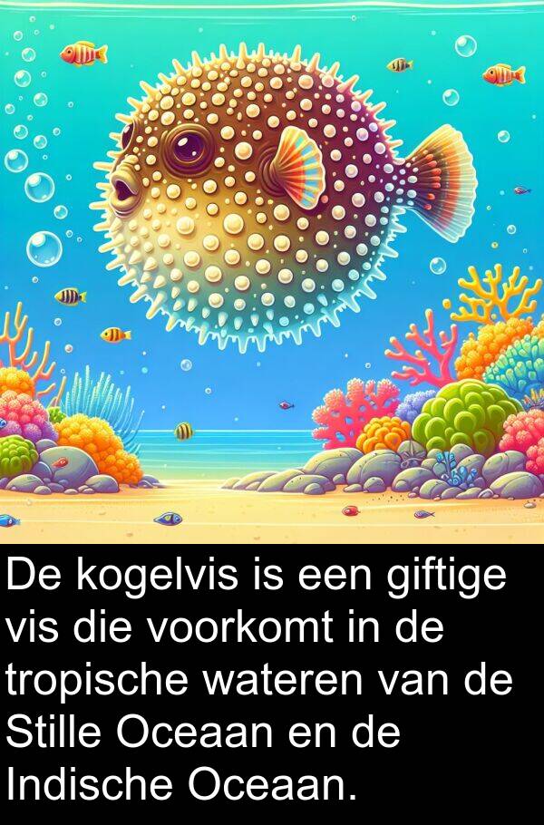 wateren: De kogelvis is een giftige vis die voorkomt in de tropische wateren van de Stille Oceaan en de Indische Oceaan.