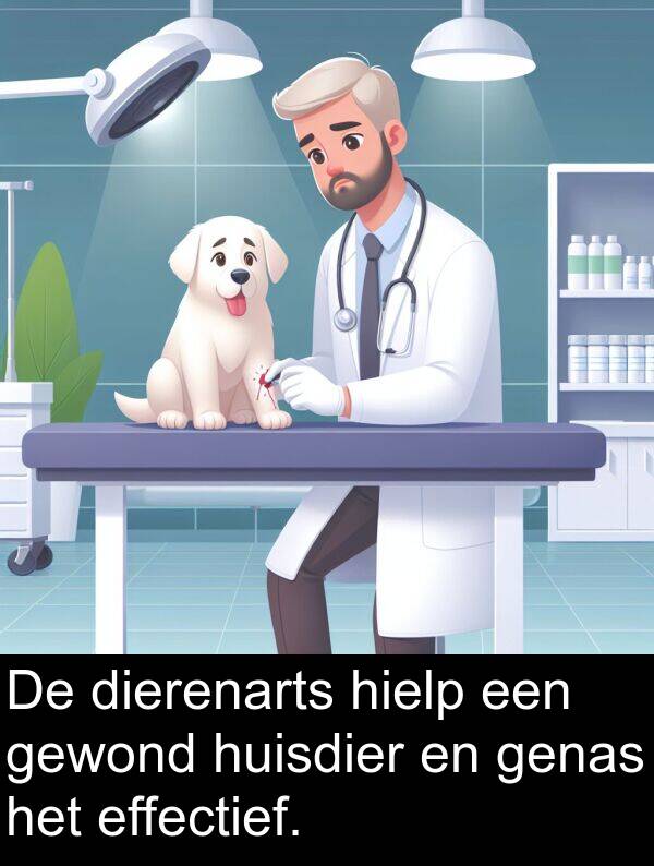 dierenarts: De dierenarts hielp een gewond huisdier en genas het effectief.