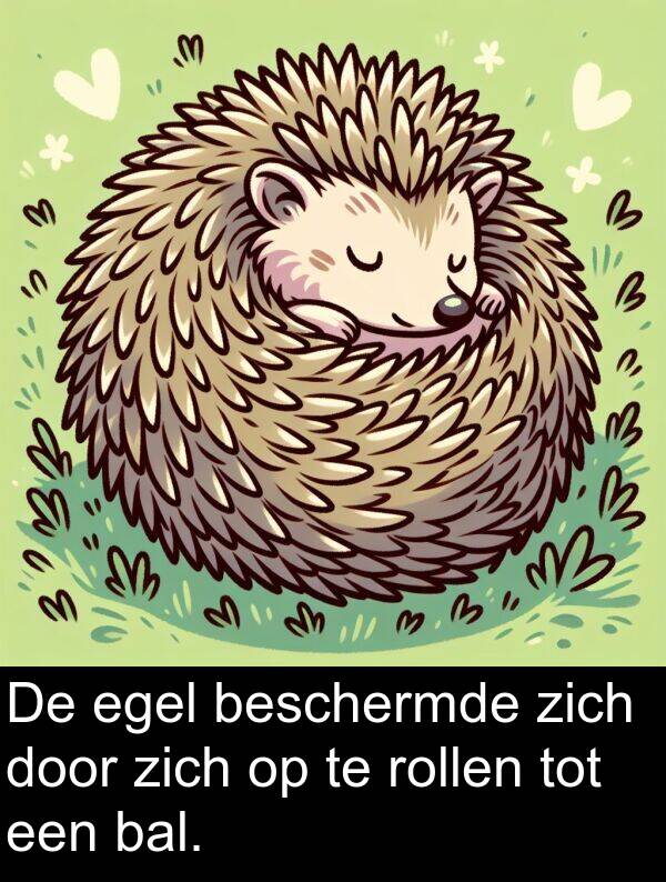 zich: De egel beschermde zich door zich op te rollen tot een bal.